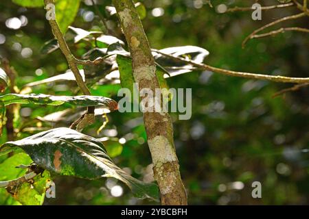 Le gecko à queue de feuille moussue (Uroplatus sikorae) est un lézard estrophié endémique de l'est de Madagascar. Cette photo a été prise dans le parc national Andasibe-Mantadia Banque D'Images