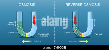 Osmose inverse et osmose. Diffusion d'un fluide à travers une membrane semi-perméable d'une solution à faible concentration de soluté à une solution avec un Illustration de Vecteur