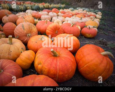 Rangées de citrouilles, de différentes couleurs, couchées sur le sol dans une parcelle extérieure, prêtes pour la récolte. Banque D'Images