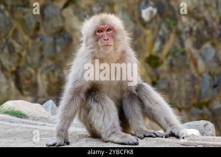 Le parc des singes des neiges de Jigoku-dani, situé à Yamanouchi, est connu pour sa grande population de macaques japonais sauvages, autrement connus sous le nom de singes des neiges. Les singes descendent des falaises abruptes et des forêts environnantes pour s’asseoir dans la chaleur des sources chaudes, qui sont dans leur habitat naturel. Lorsque de grands marais de forêt ont été abattus pour les remontées mécaniques, en 1964, Sogo Hara a fondé le parc comme une zone de conservation et un lieu de refuge pour protéger les singes d'autres dommages. Jigoku-dani, Japon. Banque D'Images