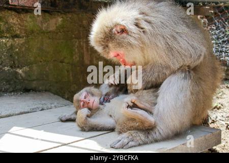 Le parc des singes des neiges de Jigoku-dani, situé à Yamanouchi, est connu pour sa grande population de macaques japonais sauvages, autrement connus sous le nom de singes des neiges. Les singes descendent des falaises abruptes et des forêts environnantes pour s’asseoir dans la chaleur des sources chaudes, qui sont dans leur habitat naturel. Lorsque de grands marais de forêt ont été abattus pour les remontées mécaniques, en 1964, Sogo Hara a fondé le parc comme une zone de conservation et un lieu de refuge pour protéger les singes d'autres dommages. Jigoku-dani, Japon. Banque D'Images