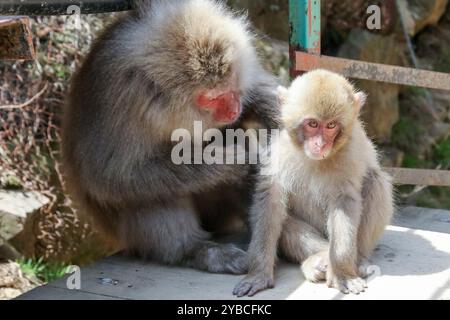 Le parc des singes des neiges de Jigoku-dani, situé à Yamanouchi, est connu pour sa grande population de macaques japonais sauvages, autrement connus sous le nom de singes des neiges. Les singes descendent des falaises abruptes et des forêts environnantes pour s’asseoir dans la chaleur des sources chaudes, qui sont dans leur habitat naturel. Lorsque de grands marais de forêt ont été abattus pour les remontées mécaniques, en 1964, Sogo Hara a fondé le parc comme une zone de conservation et un lieu de refuge pour protéger les singes d'autres dommages. Jigoku-dani, Japon. Banque D'Images