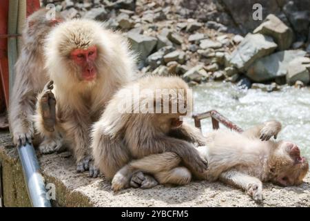 Le parc des singes des neiges de Jigoku-dani, situé à Yamanouchi, est connu pour sa grande population de macaques japonais sauvages, autrement connus sous le nom de singes des neiges. Les singes descendent des falaises abruptes et des forêts environnantes pour s’asseoir dans la chaleur des sources chaudes, qui sont dans leur habitat naturel. Lorsque de grands marais de forêt ont été abattus pour les remontées mécaniques, en 1964, Sogo Hara a fondé le parc comme une zone de conservation et un lieu de refuge pour protéger les singes d'autres dommages. Jigoku-dani, Japon. Banque D'Images