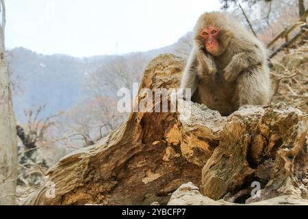 Le parc des singes des neiges de Jigoku-dani, situé à Yamanouchi, est connu pour sa grande population de macaques japonais sauvages, autrement connus sous le nom de singes des neiges. Les singes descendent des falaises abruptes et des forêts environnantes pour s’asseoir dans la chaleur des sources chaudes, qui sont dans leur habitat naturel. Lorsque de grands marais de forêt ont été abattus pour les remontées mécaniques, en 1964, Sogo Hara a fondé le parc comme une zone de conservation et un lieu de refuge pour protéger les singes d'autres dommages. Jigoku-dani, Japon. Banque D'Images