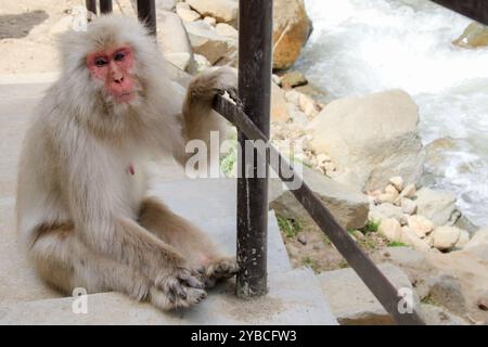 Le parc des singes des neiges de Jigoku-dani, situé à Yamanouchi, est connu pour sa grande population de macaques japonais sauvages, autrement connus sous le nom de singes des neiges. Les singes descendent des falaises abruptes et des forêts environnantes pour s’asseoir dans la chaleur des sources chaudes, qui sont dans leur habitat naturel. Lorsque de grands marais de forêt ont été abattus pour les remontées mécaniques, en 1964, Sogo Hara a fondé le parc comme une zone de conservation et un lieu de refuge pour protéger les singes d'autres dommages. Jigoku-dani, Japon. Banque D'Images