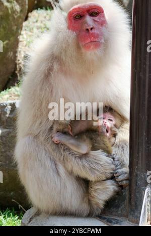 Le parc des singes des neiges de Jigoku-dani, situé à Yamanouchi, est connu pour sa grande population de macaques japonais sauvages, autrement connus sous le nom de singes des neiges. Les singes descendent des falaises abruptes et des forêts environnantes pour s’asseoir dans la chaleur des sources chaudes, qui sont dans leur habitat naturel. Lorsque de grands marais de forêt ont été abattus pour les remontées mécaniques, en 1964, Sogo Hara a fondé le parc comme une zone de conservation et un lieu de refuge pour protéger les singes d'autres dommages. Jigoku-dani, Japon. Banque D'Images