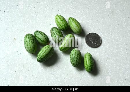 Petits fruits rayés verts entiers de Cucamelon, Melothria scabra avec pièce de monnaie pour l'échelle. Banque D'Images