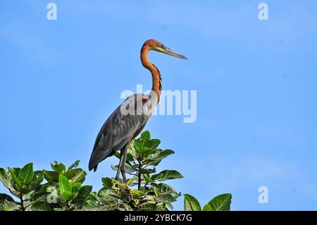 GOLIATH HERON (Ardea goliath) dans le parc national de Murchison Falls. Le héron Goliath est régionalement proche de la menace (R-NT) Banque D'Images