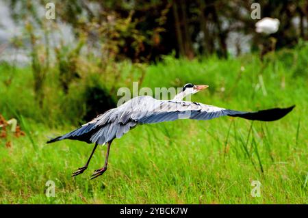 HERON GRIS ( Ardea cinerea) à Lutembe , Kampala Ouganda. Le gris - Heron est régionalement proche menacé ( R-NT) Banque D'Images