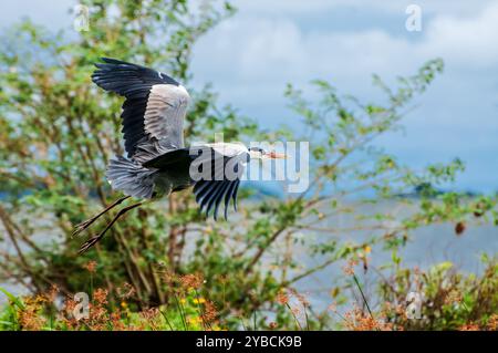 HERON GRIS ( Ardea cinerea) à Lutembe , Kampala Ouganda. Le gris - Heron est régionalement proche menacé ( R-NT) Banque D'Images