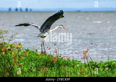 HERON GRIS ( Ardea cinerea) à Lutembe , Kampala Ouganda. Le gris - Heron est régionalement proche menacé ( R-NT) Banque D'Images