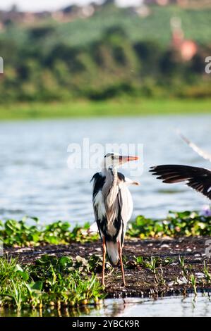 HERON GRIS ( Ardea cinerea) à Lutembe , Kampala Ouganda. Le gris - Heron est régionalement proche menacé ( R-NT) Banque D'Images