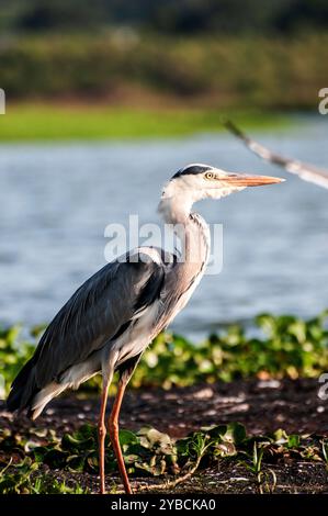 HERON GRIS ( Ardea cinerea) à Lutembe , Kampala Ouganda. Le gris - Heron est régionalement proche menacé ( R-NT) Banque D'Images