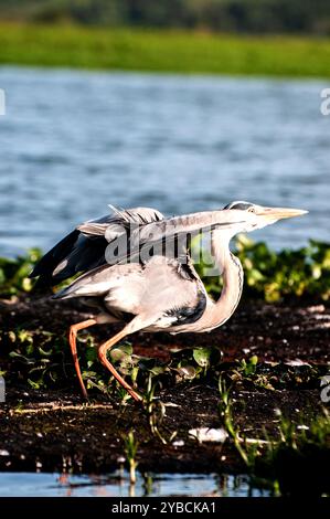 HERON GRIS ( Ardea cinerea) à Lutembe , Kampala Ouganda. Le gris - Heron est régionalement proche menacé ( R-NT) Banque D'Images