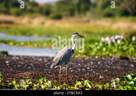 HERON GRIS ( Ardea cinerea) à Lutembe , Kampala Ouganda. Le gris - Heron est régionalement proche menacé ( R-NT) Banque D'Images