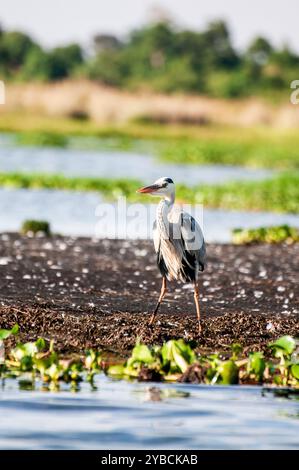 HERON GRIS ( Ardea cinerea) à Lutembe , Kampala Ouganda. Le gris - Heron est régionalement proche menacé ( R-NT) Banque D'Images