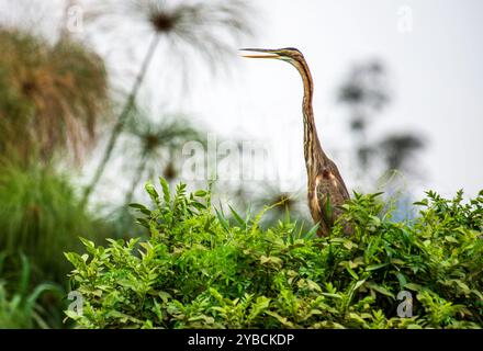 PURPLE HERON ( Ardea purpurea) - Kampala Ouganda Banque D'Images