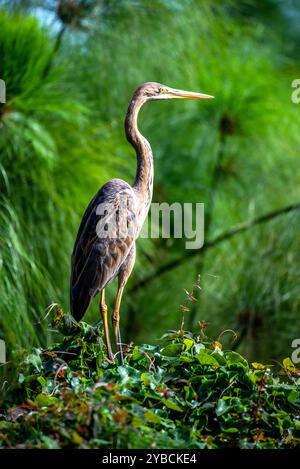 PURPLE HERON ( Ardea purpurea) - Munyonyo Kampala Ouganda Banque D'Images