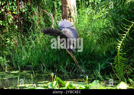 PURPLE HERON ( Ardea purpurea) - Munyonyo Kampala Ouganda Banque D'Images