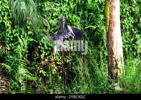 PURPLE HERON ( Ardea purpurea) - Munyonyo Kampala Ouganda Banque D'Images