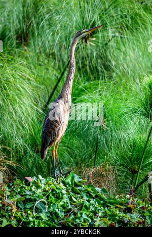 PURPLE HERON ( Ardea purpurea) - Munyonyo) Kampala Ouganda Banque D'Images