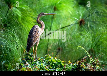 PURPLE HERON ( Ardea purpurea) - Munyonyo) Kampala Ouganda Banque D'Images