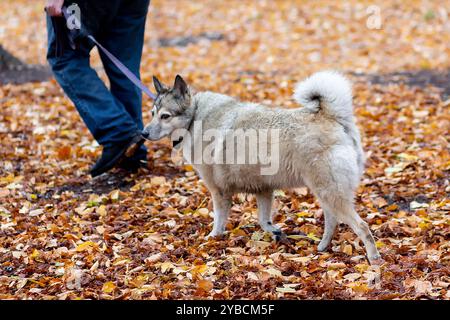 Homme avec chien sur une promenade dans un parc d'automne Banque D'Images