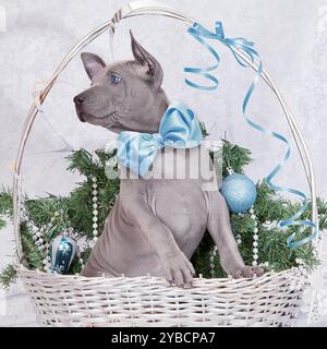 Chiot Thai ridgeback dans le panier de Noël. Deux mois Banque D'Images