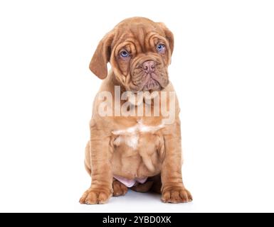 Dogue de Bordeaux Puppy (mastiff français). Isolé sur fond blanc Banque D'Images