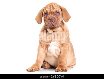 Dogue de Bordeaux Puppy (mastiff français). Assis devant un fond blanc Banque D'Images