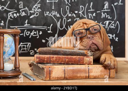 Dogue de Bordeaux chiot allongé sur pile de livres Banque D'Images