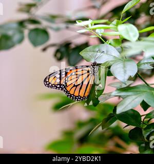 Le papillon monarque se nourrit de nectar et d'aspersion. Cette photo a été prise dans le parc Father Collins, Dublin, mettant en évidence ses ailes orange vives. Banque D'Images