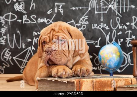 Mignon chiot de Dogue de Bordeaux (mastiff français) allongé devant le tableau noir Banque D'Images