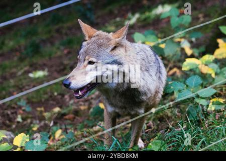 PRODUCTION - 18 octobre 2024, Bade-Württemberg, Bad Rippoldsau-Schapbach : une louve se tient derrière une clôture dans un enclos dans le parc alternatif des loups et ours dans la Forêt Noire. Un nouvel enclos est en cours de construction dans le «parc alternatif des loups et ours de la Forêt Noire», qui sera utilisé pour abriter l'ours femelle Gaia des Dolomites italiennes et, à un stade ultérieur, permettra également de capturer et de soigner des animaux sauvages blessés tels que des ours, des lynx et des loups. Gaia, le premier habitant de l'enceinte, actuellement en construction, devrait arriver dans le Fo Noir Banque D'Images