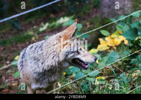 PRODUCTION - 18 octobre 2024, Bade-Württemberg, Bad Rippoldsau-Schapbach : une louve se tient derrière une clôture dans un enclos dans le parc alternatif des loups et ours dans la Forêt Noire. Un nouvel enclos est en cours de construction dans le «parc alternatif des loups et ours de la Forêt Noire», qui sera utilisé pour abriter l'ours femelle Gaia des Dolomites italiennes et, à un stade ultérieur, permettra également de capturer et de soigner des animaux sauvages blessés tels que des ours, des lynx et des loups. Gaia, le premier habitant de l'enceinte, actuellement en construction, devrait arriver dans le Fo Noir Banque D'Images