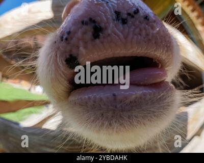 Un détail de bouche de vache de veau dans les montagnes dolomites Banque D'Images