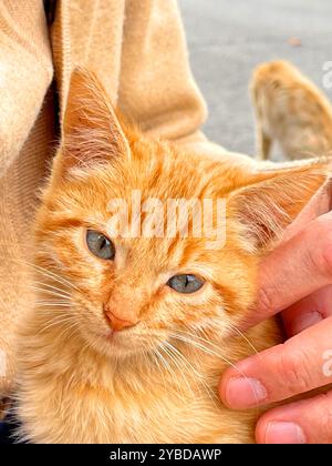 Chaton tabby orange, vue rapprochée. Banque D'Images