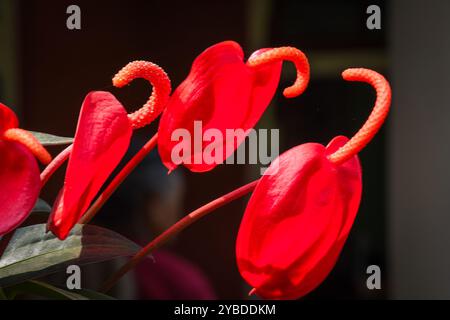 Fleur de couleur rouge, Pigtail Anthurium. Banque D'Images