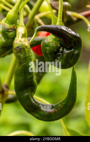 Intéressant gros plan portrait de plante alimentaire de Chilli 'Joe's long', Chili de Cayenne Chili.poivre spray, gaz lacrymogène, irritants chimiques, armes moins létales, Banque D'Images