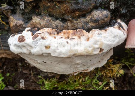 Champignon de la parenthèse australe (Ganoderma australe) poussant sur du bois mort Banque D'Images