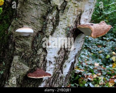 ...Birkenporlinge haben diesen Birkenstamm besiedelt und zehren hin aus - unaufhaltsam...bis er abagitbt... Birkenporlinge Trio alt und jung *** les spores de bouleau ont colonisé ce tronc de bouleau et le consomment imparablement jusqu'à ce qu'il meurt trio de spores de bouleau vieux et jeune Banque D'Images