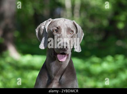 Portrait de chien Weimaraner de 3 ans en plein air Banque D'Images