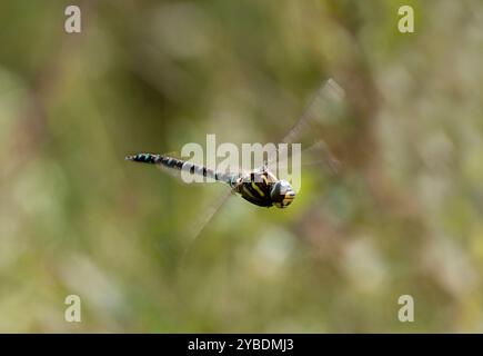 Un mâle migrant Hawker Dragonfly, Aeshna mixta, assez bien focalisé, volant au-dessus d'un étang. Il est soit à la recherche d'un compagnon ou de nourriture. Vue de trois quarts. Banque D'Images