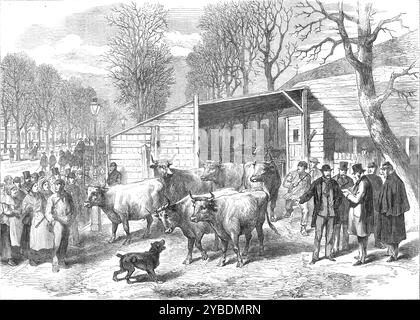 Les derniers bœufs à Paris (croquis par ballon post), 1871. Pénuries alimentaires pendant la guerre franco-prussienne. « Les derniers bœufs en possession du Gouvernement à Paris disponibles pour les rations journalières données à la population, à raison d'une once par tête par jour, ont été bloqués dans des hangars érigés dans le boulevard d'Enfer, contre le mur du cimetière de Montrouge. Le nombre restant à la période où le croquis de notre artiste a été pris était extrêmement faible ; et on le verra dans le journal de notre correspondant spécial à Paris, que nous avons publié de semaine en semaine, qui, aussi longtemps qu'il y a trois semaines, l'est Banque D'Images