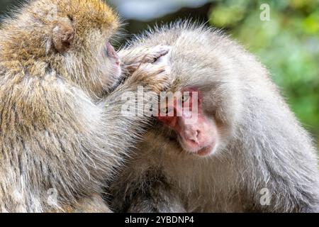 Gros plan sur une paire de macaques japonais ou de singes des neiges se toilettant dans l'eau chaude de la source d'eau chaude de Yudanaka, au Japon Banque D'Images