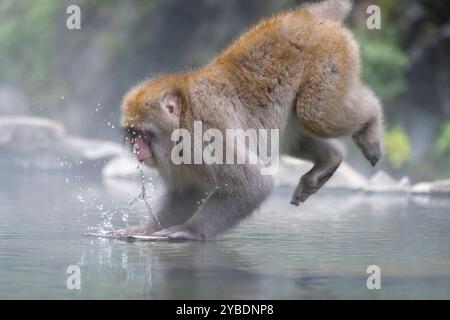 Macaque japonais ou singe des neiges sautant dans les eaux chaudes et chaudes de Yudanaka, au Japon Banque D'Images