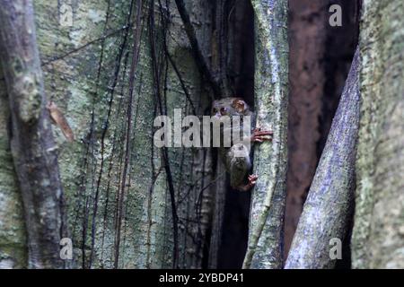 Tarsius Spectrum ou Tarsius Tarsier perché entre des troncs d'arbres dans le parc national de Tangkoko. L'animal endémique de Wallacea est le plus petit primate du monde Banque D'Images