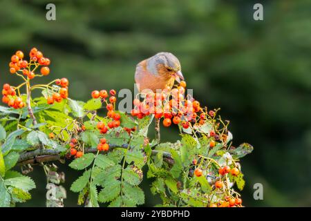 Wild Chaffinch, Fringilla coelebs, recherche de Wild Rowan, Sorbus aucuparia, parmi les belles baies rouge-orange sur un fond sombre et flou Banque D'Images