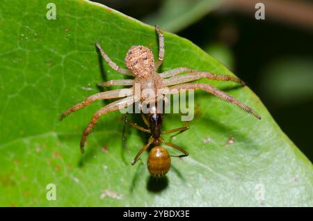 Araignée de crabe broyée, Xysticus sp., avec fourmi charpentier, Camponotus americanus, proie Banque D'Images