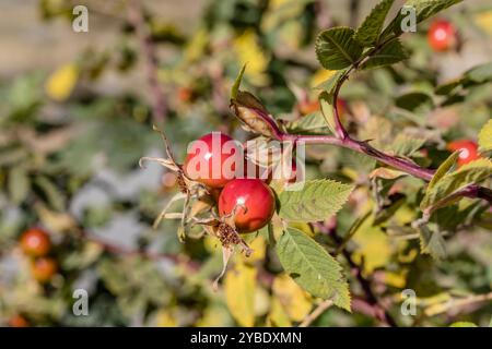 Rose rose rouge Villosa en montagne alpine, tourné dans une lumière d'automne à Pian dell'Alpe, Turin, Italie Banque D'Images